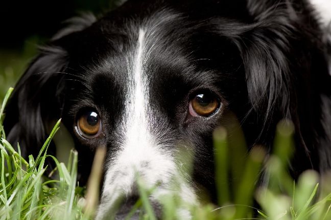 Γιατί οι σκύλοι κλέβουν τις καρδιές των ανθρώπων με το βλέμμα τους
