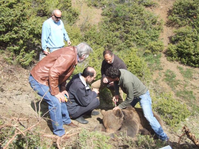 Αρκούδα 200 κιλών πιάστηκε σε παγίδα