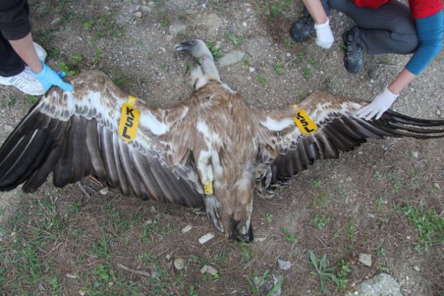 Νεκρά δύο αρπακτικά πουλιά από δηλητηριασμένα δολώματα
