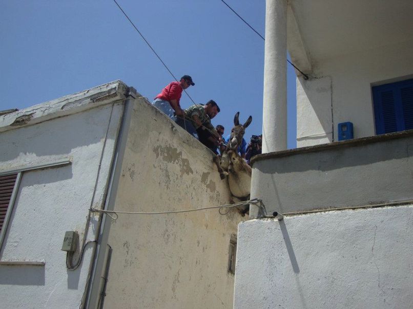 Ανέβασαν και φέτος τα γαϊδούρια στις ταράτσες