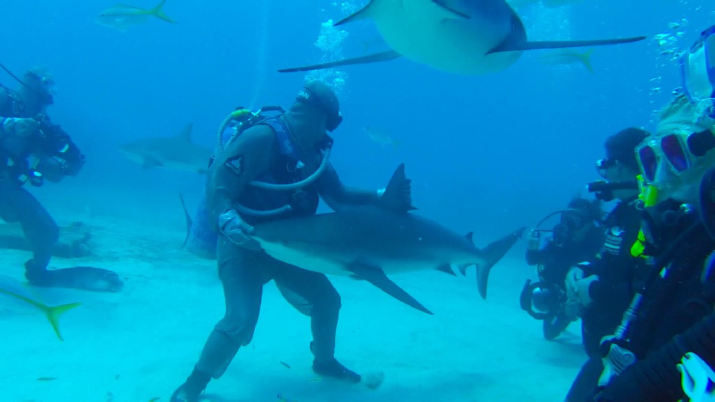 Πώς να υπνωτίσετε έναν επικίνδυνο καρχαρία