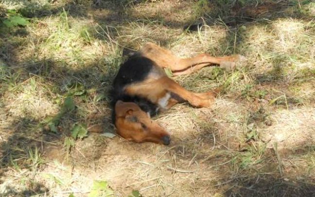 Δηλητηρίασαν μαζικά 26 ποιμενικούς σκύλους