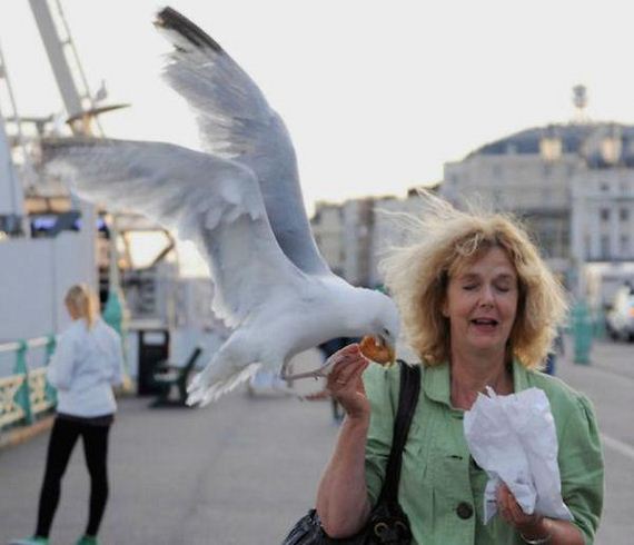 Όταν τα πουλιά ορμούν…