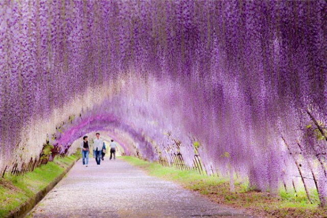 Οι μαγευτικοί κρεμαστοί κήποι της Ιαπωνίας