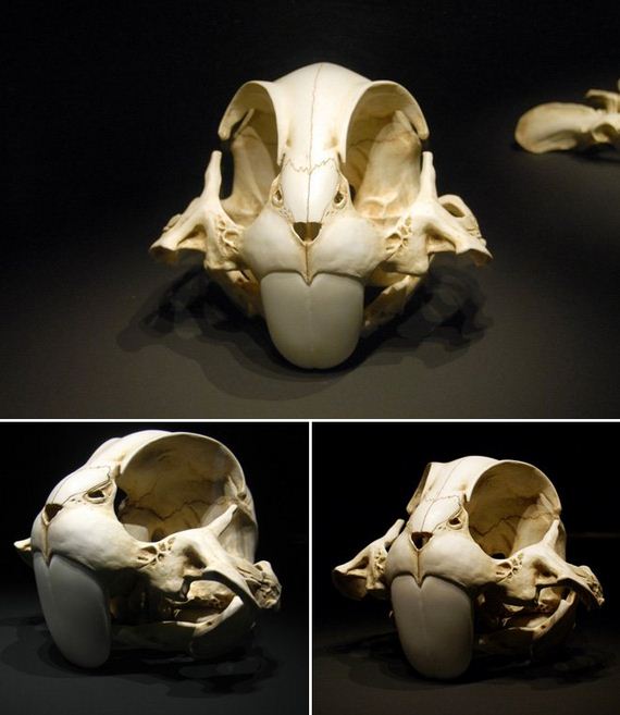 02-Skeletons-Cartoon-Characters 02-Skeletons-Cartoon-Characters