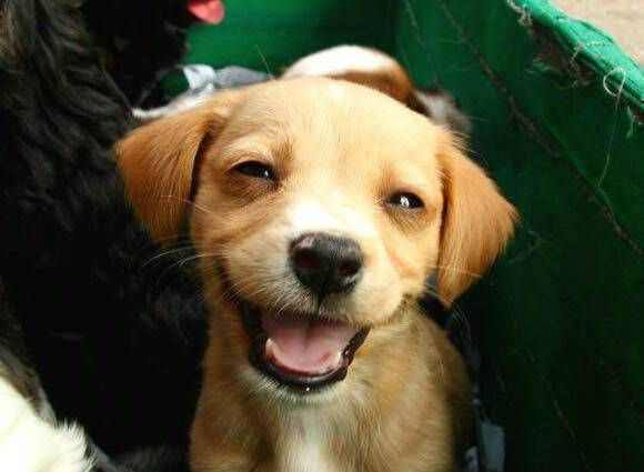 Σκύλοι με χαμόγελα μέχρι τα αυτιά