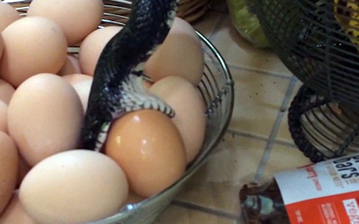 Φίδι τρύπωσε σε κουζίνα για να καταναλώσει αυγά