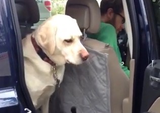 Σκύλος βοηθά τον φίλο του να βγει από το αυτοκίνητο