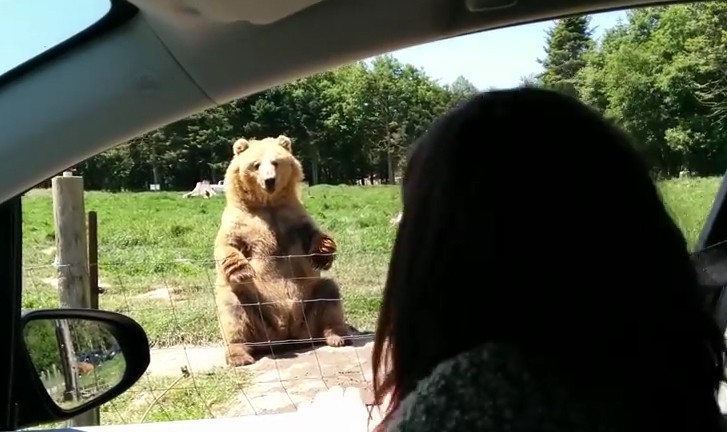 Η αρκούδα που πιάνει φέτες τοστ στον αέρα