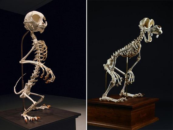 05-Skeletons-Cartoon-Characters 05-Skeletons-Cartoon-Characters