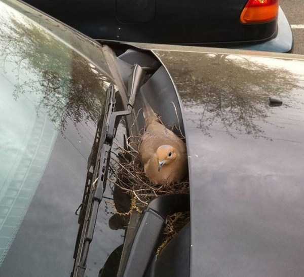 Φωλιές στα πιο απίθανα σημεία