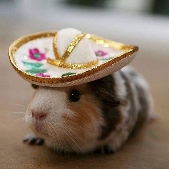 10446666_856240181138399_7656522519262349850_n