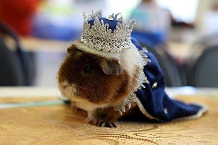 11049507_856240281138389_120867226357559098_n