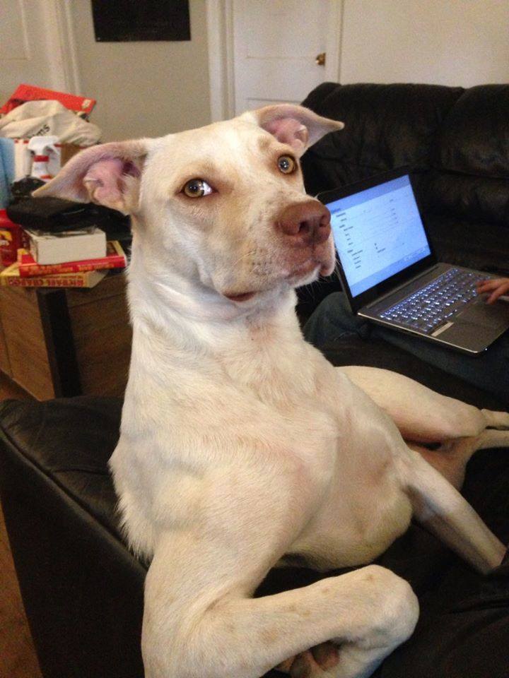 11202611_854213164674434_612319006439802260_n