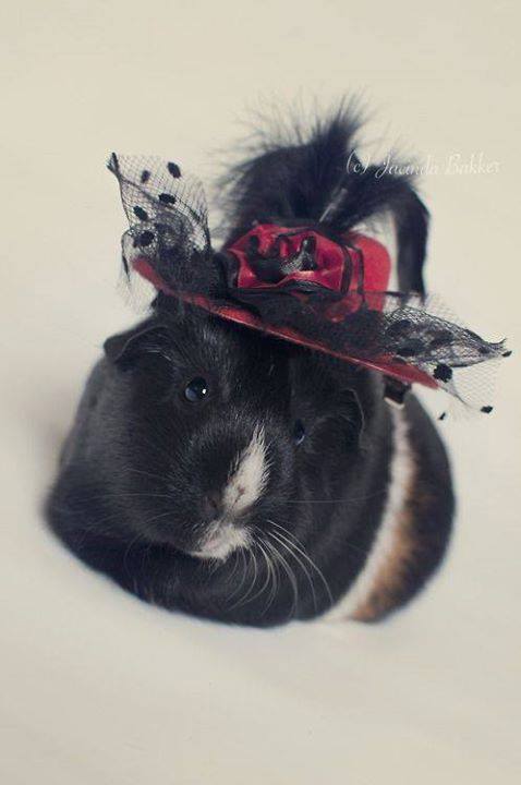 11400983_856240301138387_8572771620108886987_n