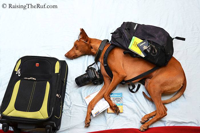 11401075_857446114351139_126424352220612815_n