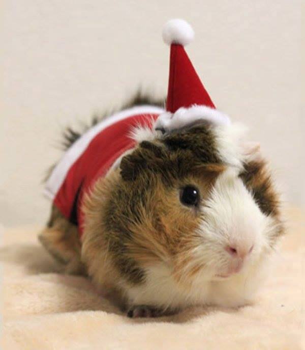 11412367_856240171138400_3062968418309494787_n