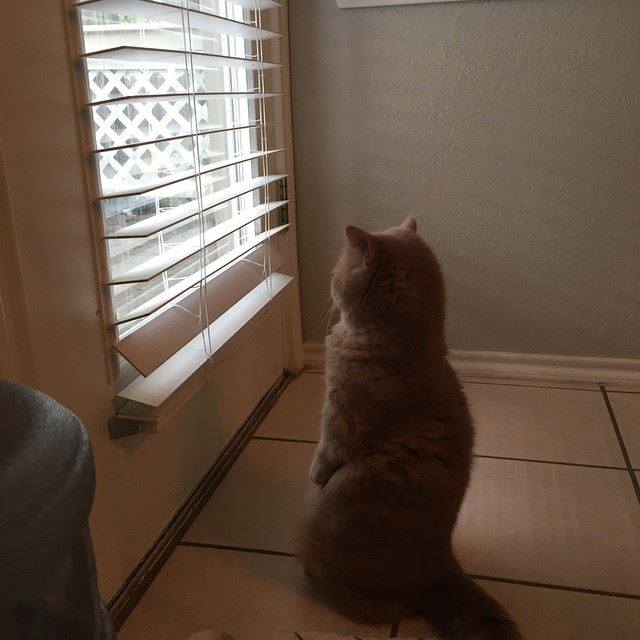 11659232_862509823844768_6589321587078457029_n