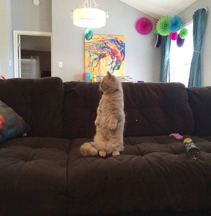 11665363_862509857178098_8121278333615024603_n