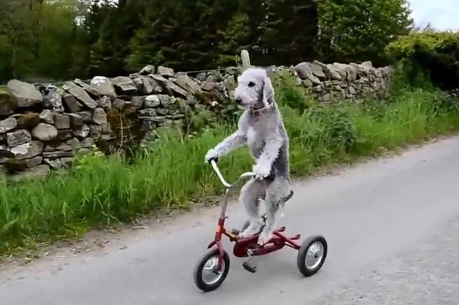 Ο σκύλος που κάνει ποδήλατο