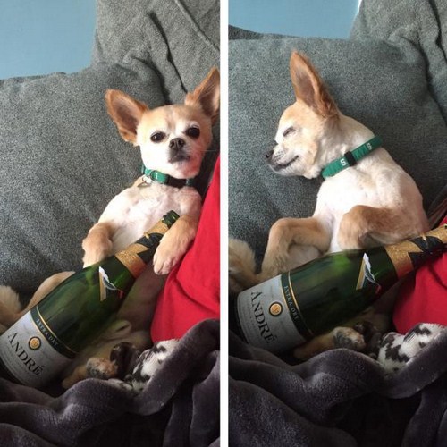 When-it-comes-to-party-these-animals-rock-001