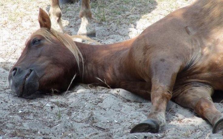 Επιβεβαιώθηκε κρούσμα πυρετού του Δυτικού Νείλου σε άλογο