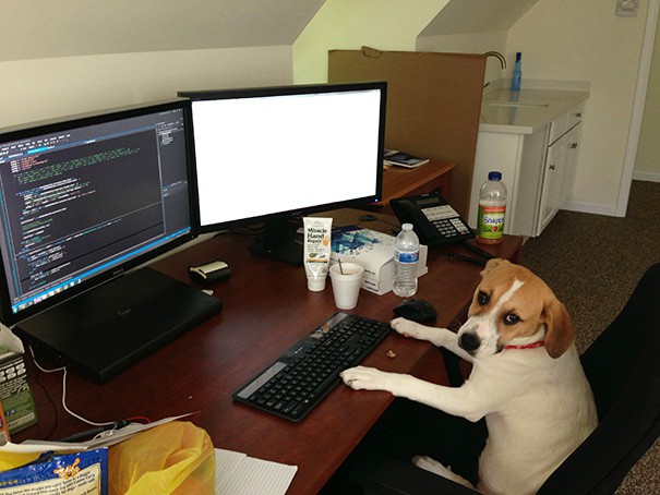 bring-puppy-to-work-26__605