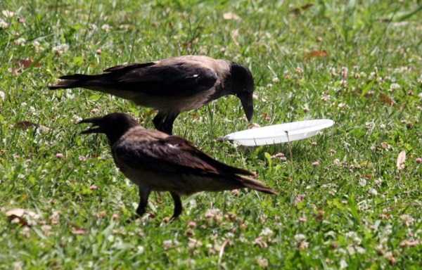 crow-cleans-garbage-2