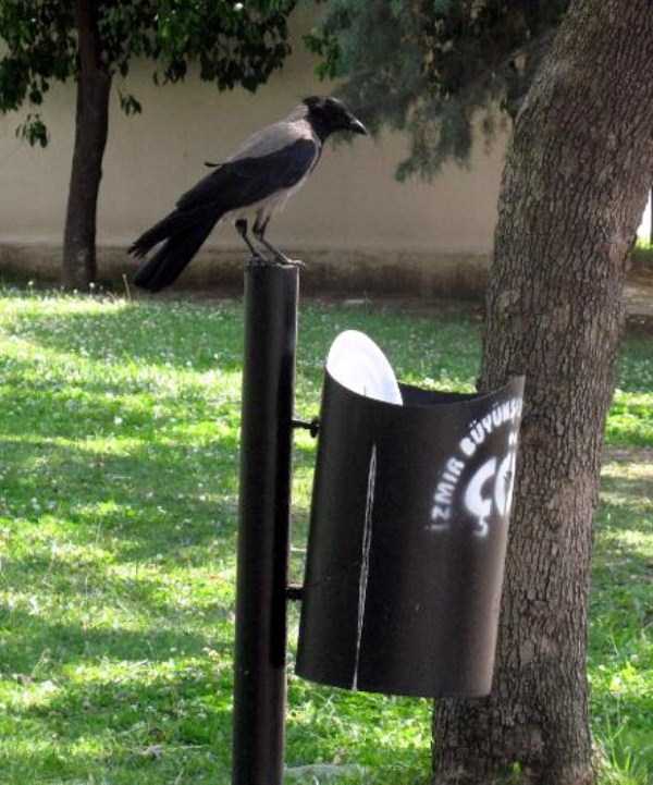 crow-cleans-garbage-5