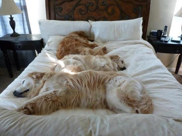 dog-sleeping-bed-funny-animal-photos-12__605