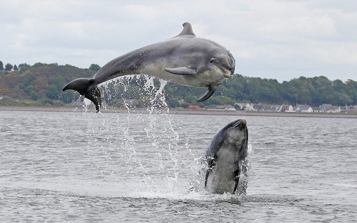 dolgfian01 dolgfian01