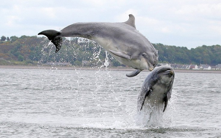 dolgfian02 dolgfian02