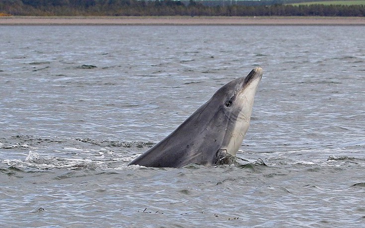 dolgfian03 dolgfian03