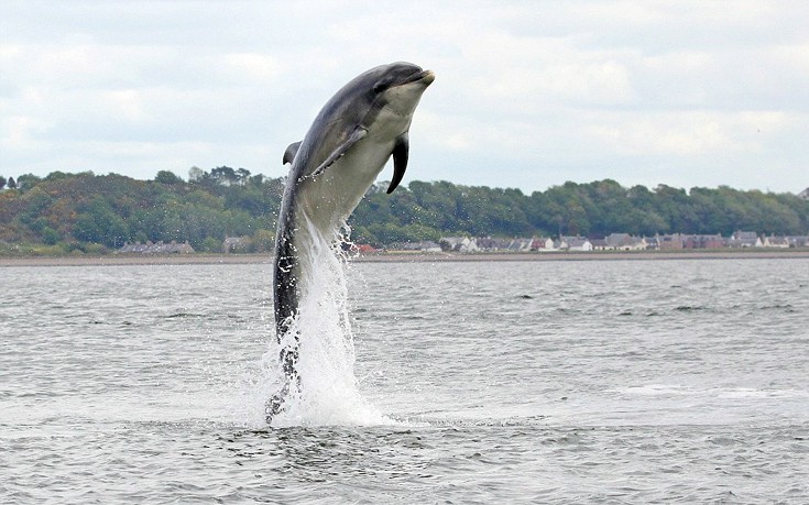 dolgfian04 dolgfian04