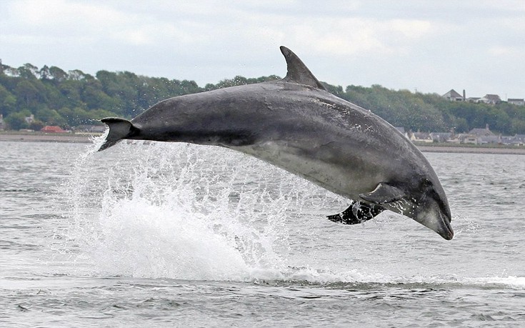 dolgfian05 dolgfian05