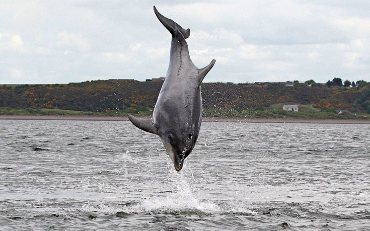 dolgfian06 dolgfian06