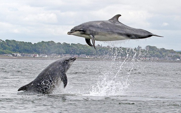 Δελφίνια σε περίτεχνες χορευτικές φιγούρες