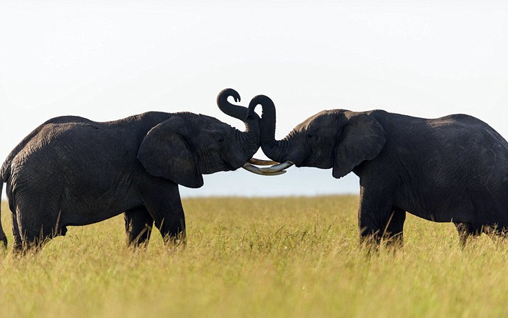 Τρυφερή στιγμή ανάμεσα σε δύο ελέφαντες