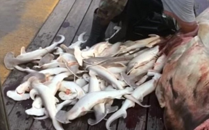 Ψαράς βγάζει 34 νεκρά μικρά από την κοιλιά σφυροκέφαλου καρχαρία!