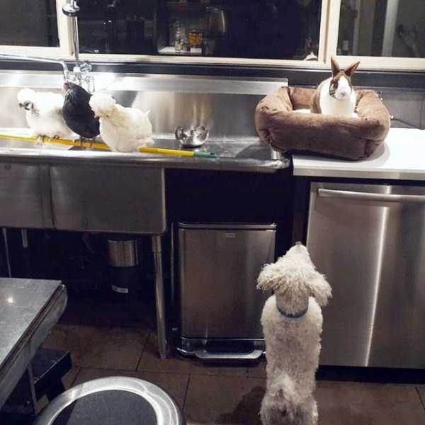 man-who-lives-with-animals-13 man-who-lives-with-animals-13