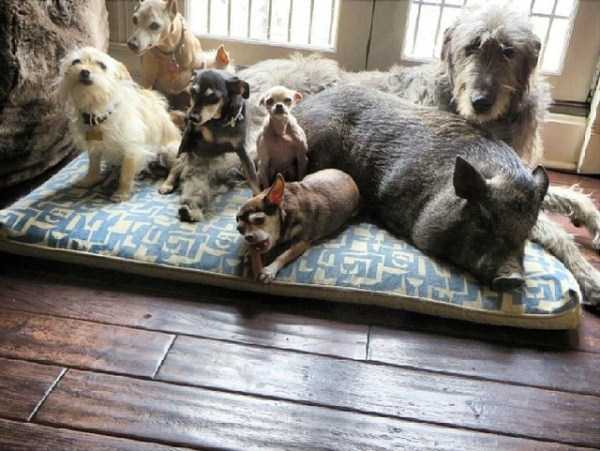 man-who-lives-with-animals-17 man-who-lives-with-animals-17