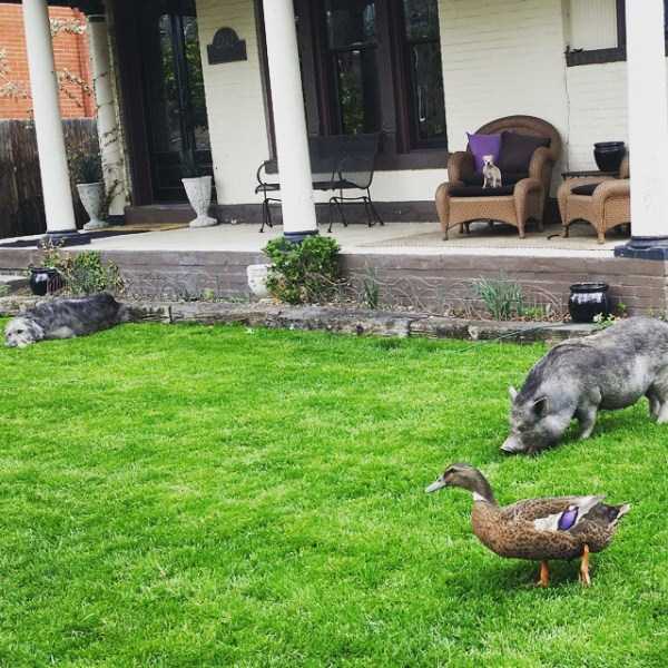 man-who-lives-with-animals-3 man-who-lives-with-animals-3