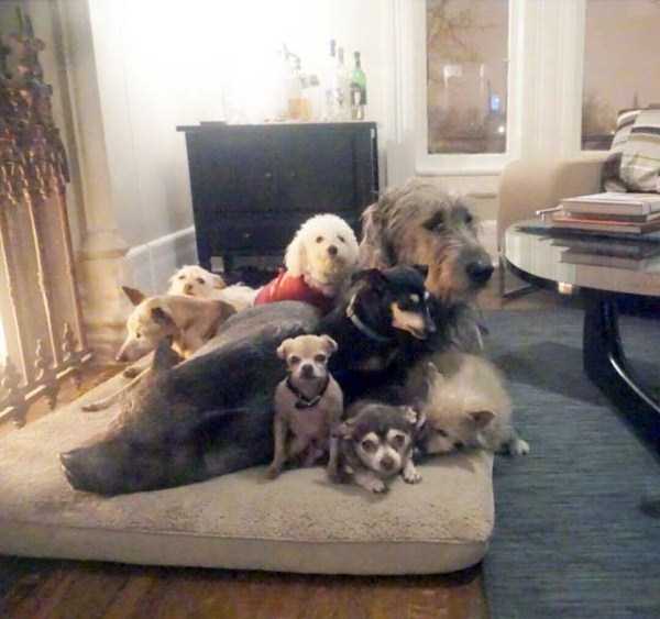 man-who-lives-with-animals-8 man-who-lives-with-animals-8