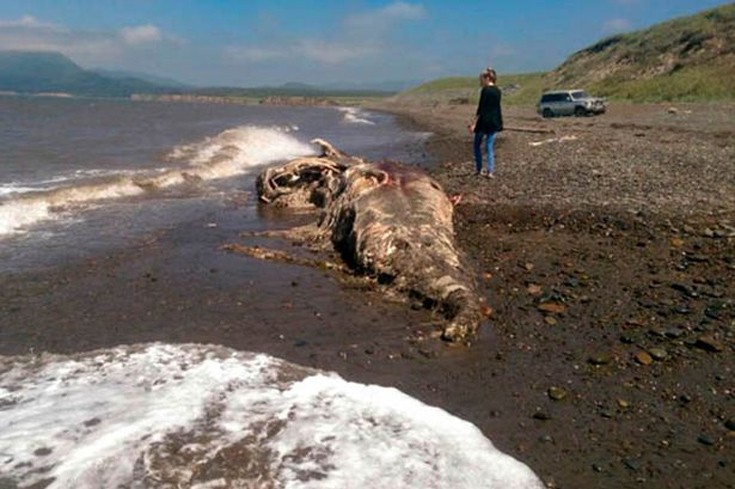 Το μυστηριώδες πλάσμα που ξεβράστηκε σε ακτή της Ρωσίας