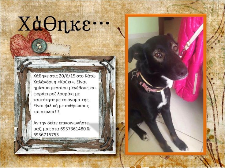 ΣΚΥΛΟΣ ΣΚΥΛΟΣ