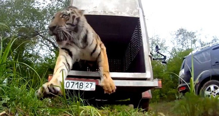 Απελευθερώνοντας μια τίγρη