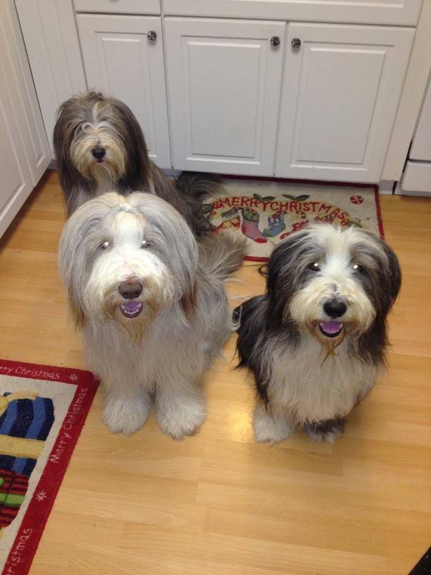 10413436_867872369975180_3062004514582684785_n