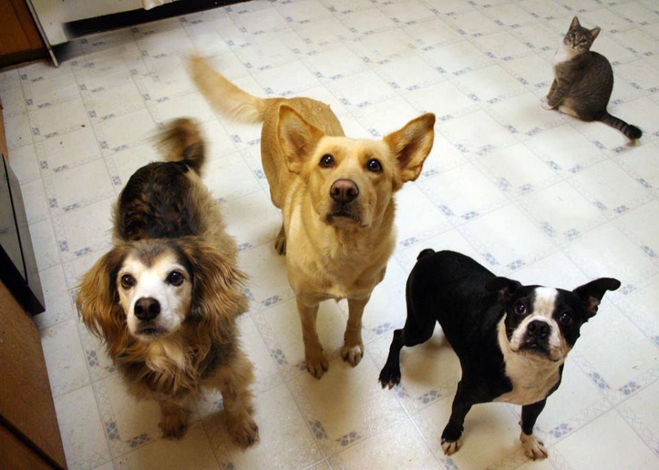 11141138_867872436641840_7344174480810480329_n