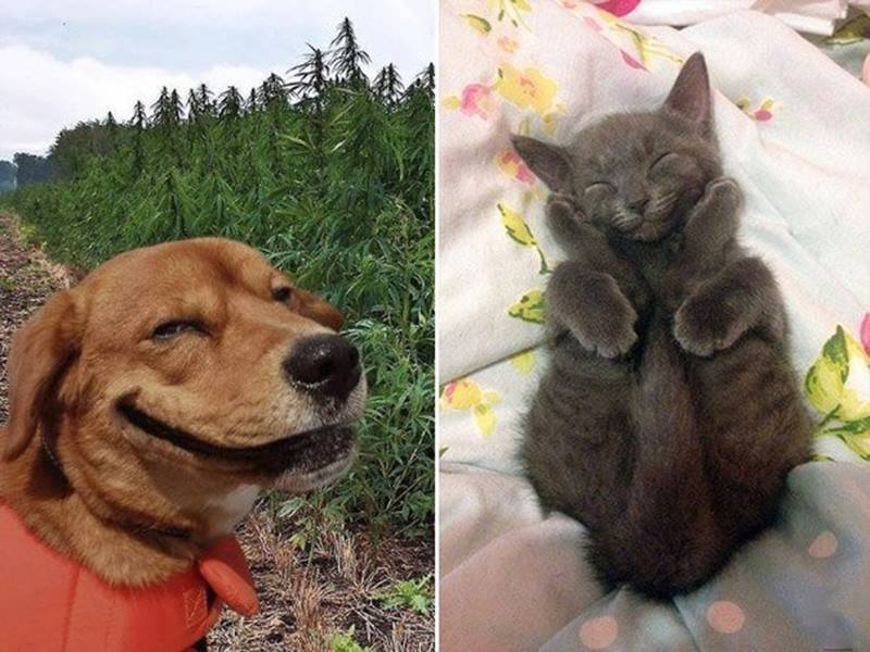 11214067_874111796017904_4660869777275720442_n