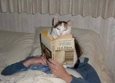 Γάτες και ανάγνωση